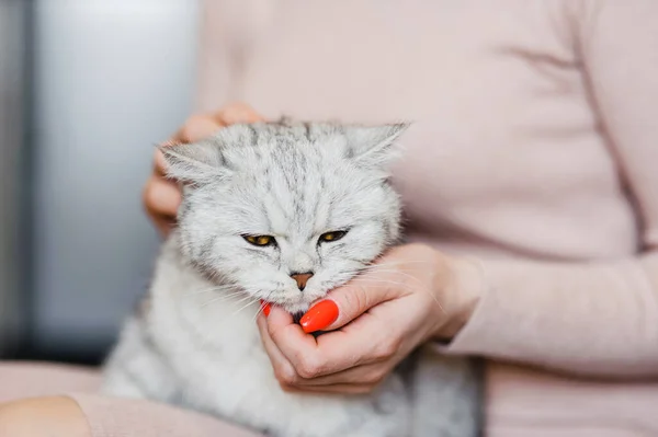 Счастливый Котёнок Любит Гладить Женскую Руку Британская Короткая Стрижка — стоковое фото