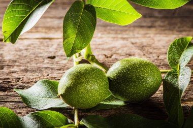 Green walnut in shell.