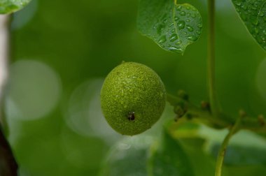 Green walnut in shell.