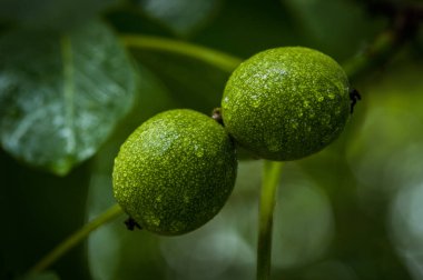 Green walnut in shell.