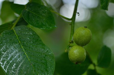 Green walnut in shell.