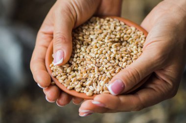 girl holds a grain in her hands.Good harvest