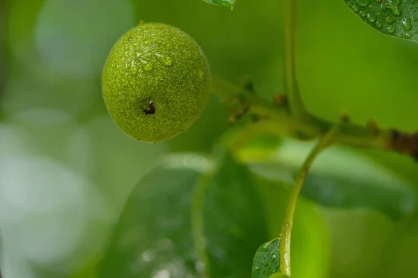 Зелений Горіх Мушлі — стокове фото