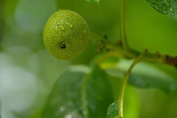 Green Walnut Shell — Stock Photo, Image