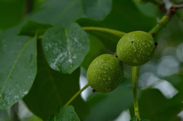 Green Walnut Shell — 스톡 사진