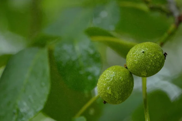 Green Walnut Shell — Fotografia de Stock