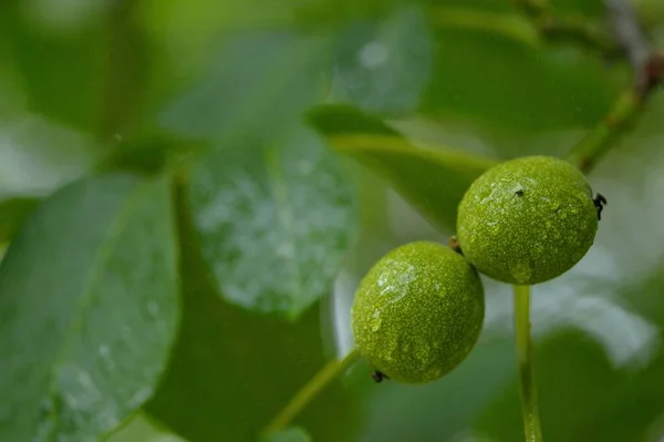 Green Walnut Shell — Fotografia de Stock