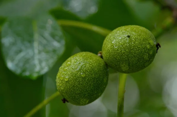 Green Walnut Shell — 스톡 사진