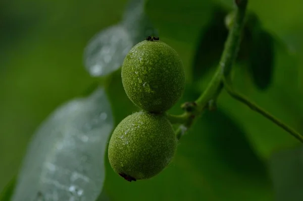 Green Walnut Shell — 스톡 사진