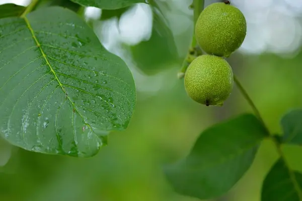 Green Walnut Shell — Stock Photo, Image