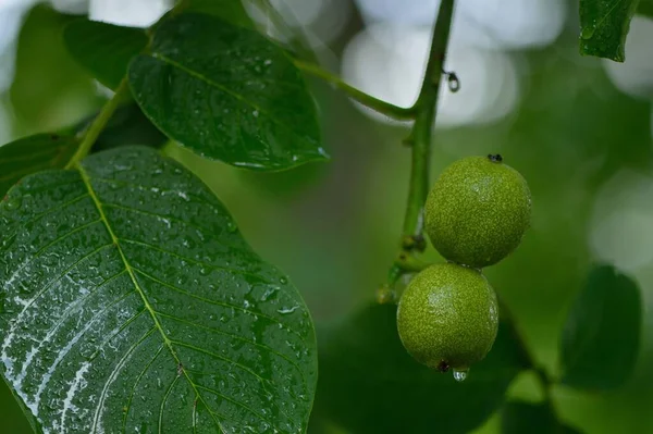 Green Walnut Shell — Stock Photo, Image