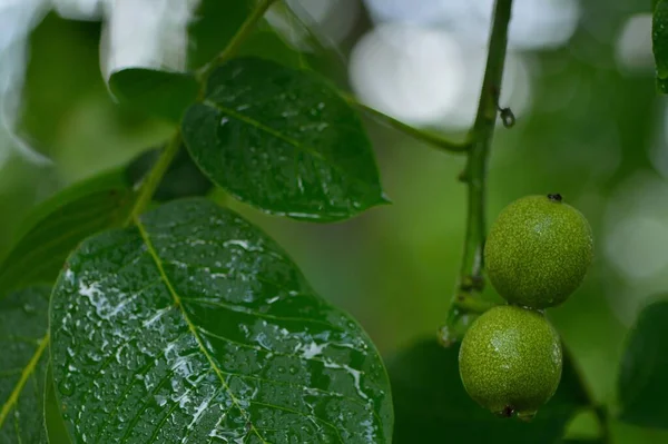 Green Walnut Shell — Stock Photo, Image