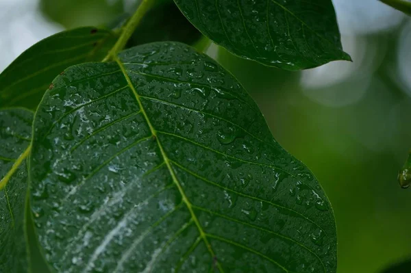 Texture Walnut Leaves Water Droplets — Stock Photo, Image