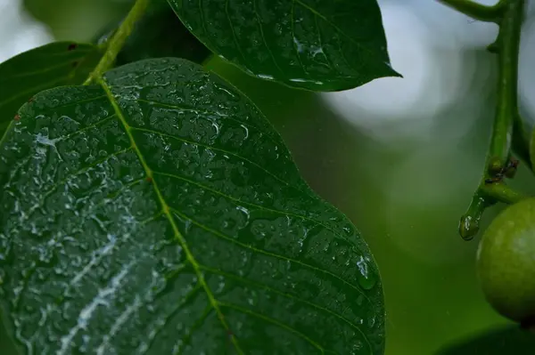 Textura Hojas Nuez Gotas Agua —  Fotos de Stock