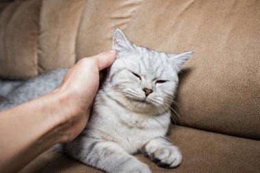 Kanepede yatan komik gri kedi.