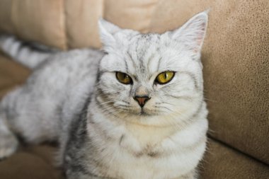 Kanepede yatan komik gri kedi.