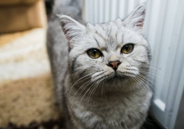 Kanepede yatan komik gri kedi.