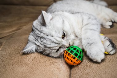 funny gray scottish cat playing ball.Beautiful gray pussy