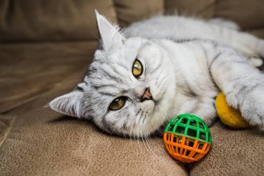 funny gray scottish cat playing ball.Beautiful gray pussy