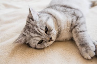 Komik gri kedi. İskoç kedi cinsi