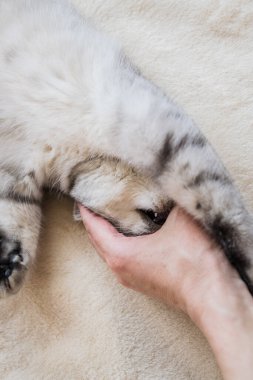 Bir kızın elinde İskoç kedisi. Komik gri kedi..