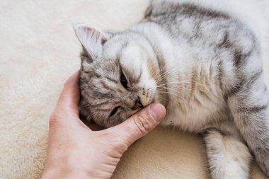 Bir kızın elinde İskoç kedisi. Komik gri kedi..