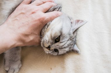 Bir kızın elinde İskoç kedisi. Komik gri kedi..