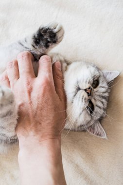 Bir kızın elinde İskoç kedisi. Komik gri kedi..