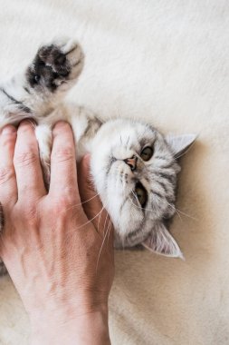 Bir kızın elinde İskoç kedisi. Komik gri kedi..