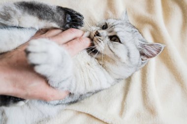 Bir kızın elinde İskoç kedisi. Komik gri kedi..