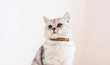 Bir kızın elinde İskoç kedisi. Komik gri kedi..