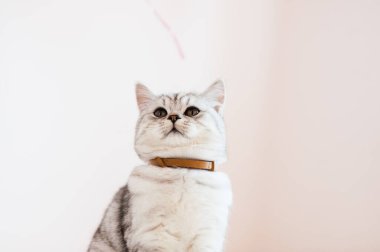 Bir kızın elinde İskoç kedisi. Komik gri kedi..