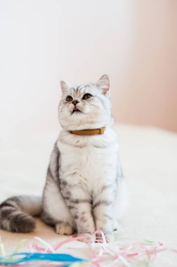 Komik gri kedi. İskoç kedi cinsi