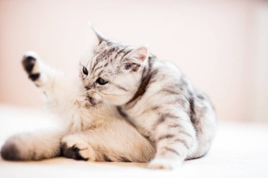 Scottish kitten.Funny gray cat.