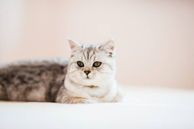 Scottish kitten.Funny gray cat.