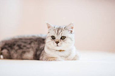 Scottish kitten.Funny gray cat.