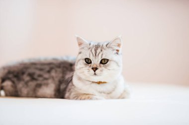 Scottish kitten.Funny gray cat.
