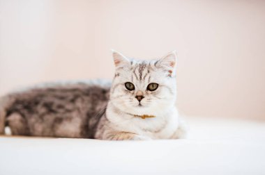 Scottish kitten.Funny gray cat.