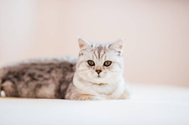 Scottish kitten.Funny gray cat.