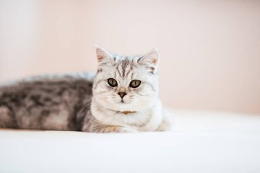 Scottish kitten.Funny gray cat.