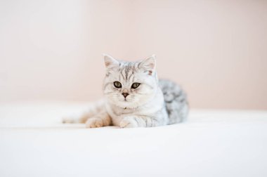 Scottish kitten.Funny gray cat.