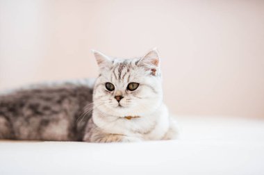 Scottish kitten.Funny gray cat.