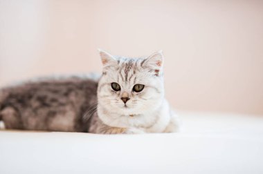 Scottish kitten.Funny gray cat.