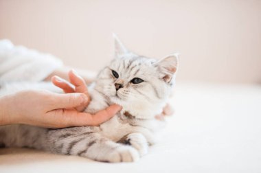 Bir kızın elinde İskoç kedisi. Komik gri kedi..