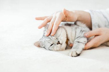 Bir kızın elinde İskoç kedisi. Komik gri kedi..