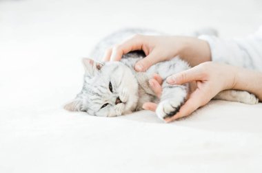 Bir kızın elinde İskoç kedisi. Komik gri kedi..