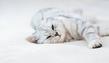 Scottish kitten.Funny gray cat.