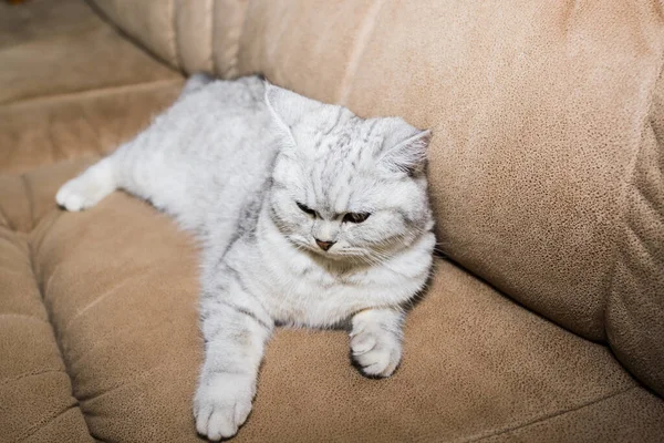 面白いですグレー猫横にザソファ — ストック写真
