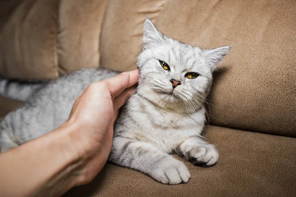 Gris Divertido Gato Acostado Sofá — Foto de Stock