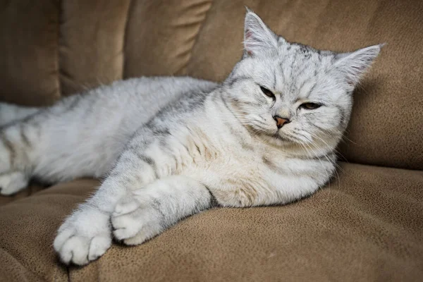 Gato Cinza Engraçado Deitado Sofá — Fotografia de Stock